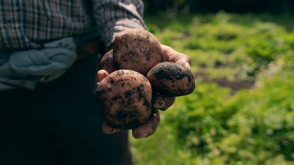 Povrtar drži krompire u rukama