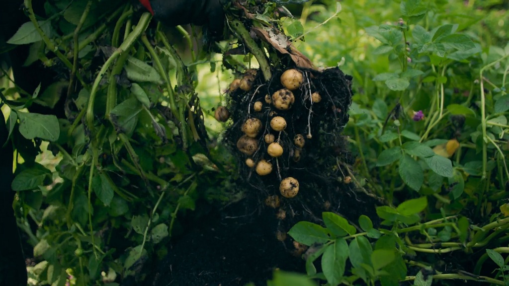 Biljka krompira tretirana pravilno veštačkim đubrivom